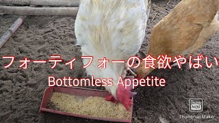 フィリピン田舎のフォーティフォーの食欲#鶏#chicken#ブラマ#brahma#broiler