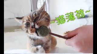 初试猫薄荷棒棒糖，猫咪就嗨翻了！这疯狂舔草的样子太逗了！