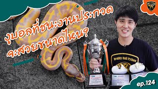 งูที่ประกวดชนะ จะสวยขนาดไหนกันนะ? 🏆【 EP.124 | 4K 】#realityballpython