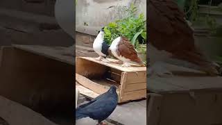 Shirazi Pigeons 😍 Kabutar 🕊️ Pigeon Status