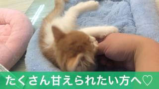 天使の可愛さ♪人気急上昇猫ちゃんラガマフィン！男の子2015/11/19生まれ