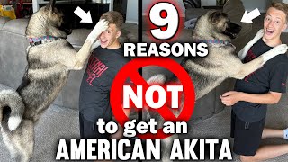 9 Reasons You SHOULD NOT Get an American Akita