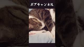 お鼻コショコショしたら#shorts #猫#くしゃみ