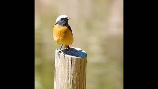 ジョウビタキの鳴き声【野鳥撮影】