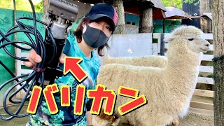 【アルパカ】夏に向けて毛刈りしたらまさかの姿に驚愕www Alpaca shaving