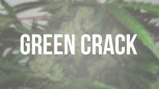 Green Crack genetic