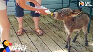 World's Tiniest Donkey Loves Pranking His Mom - TINY TIM | The Dodo Little But Fierce