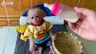 LaLa baby monkey asks his father to share milk for Oni dog