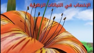 الإخصاب في النباتات الزهرية Fertilization