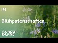 Blühpatenschaften: Gemeinsam für den Naturschutz | Unser Land | BR Fernsehen