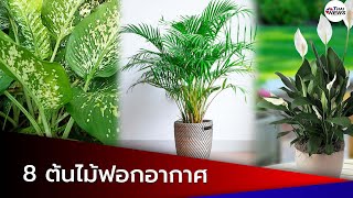 8 อันดับต้นไม้ฟอกอากาศ ที่ควรปลูกเอาไว้ในบ้าน | สวนกระแส