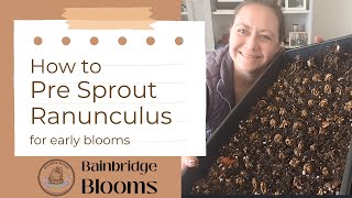 How to Pre Sprout Ranunculus for Early Blooms!