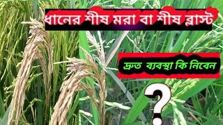 ধানের শীষ মরা বা শীষ ব্লাস্ট এর প্রতিরোধ