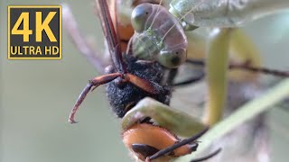 【ASMR】オオカマキリがスズメバチを「捕食」接写③超クロースアップで撮影・録音しましした。とても貴重です。カマキリの「捕食」する口元って結構複雑です。エビやカニ、あるいはエイリアンって感じ。