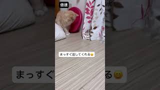 10歳ネコとキャッチボール😁 #cat #ねこ #猫のいる暮らし #猫動画