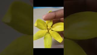 Ylang Ylang Flower have Shiva linga !!! (Cananga odorata)