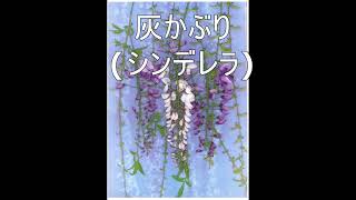 灰かぶり(シンデレラ)  グリム  矢崎源九郎訳　花おじさんによる朗読童話