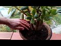 this trick helps your plant to grow fast