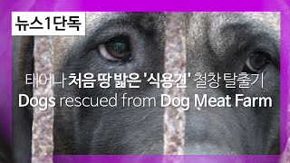 [단독영상]태어나 처음 땅 밟은 식용견들 '세상밖으로' (Exclusive Breaking Dog Meat Farm Rescue)