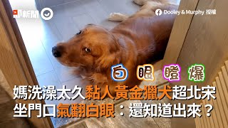 媽洗澡太久黏人黃金獵犬超北宋　坐門口氣翻白眼：還知道出來？│寵物│狗狗