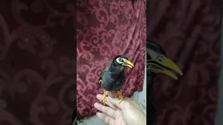 myna bird can talk and imitate八哥鸟会说话和模仿