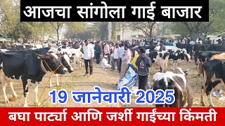 आजचा सांगोला गाई बाजार 19 जानेवारी 2025, बघा पार्ट्या आणि जर्शी गाईंच्या किंमती