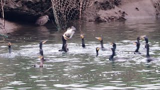 1120120 The great cormorant was difficult to swallow a big Tilapia.