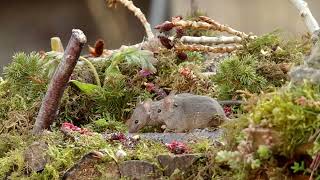 The family of mice foraging on a spring day