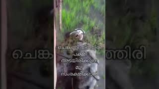 There is nothing as powerful than mother’s love | അമ്മയുടെ സ്നേഹം പോലെ ശക്തമായി ഒന്നുമില്ല