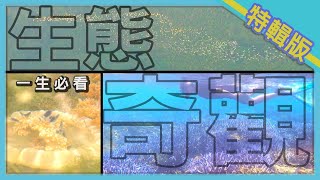 《台灣第一等》【澎湖東吉嶼  海底薰衣草森林 / 北門潟湖  黑腹燕鷗一飛遮天 / 世界唯二  紫斑蝶大遷徙 / 萬鷺朝鳳  第一次觀看就上手】電視特輯版