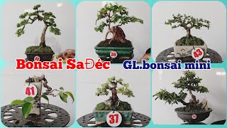 (BONSAI SaĐéc)gl.bonsai min đa dạng giá rẻ ace chốt đơn LH:0829610686.zalo/25/11/24