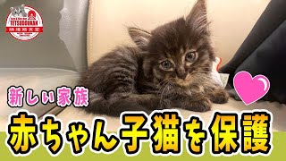 【赤ちゃん子猫】この素晴らしい「いのち」に祝福を！／野良猫の赤ちゃんを保護：2021年5月15日ジオラマ食堂