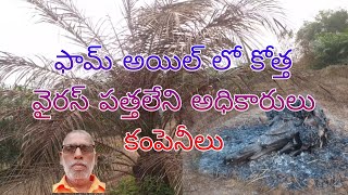 ఫామ్ అయిల్ లో కోత్త వైరస్