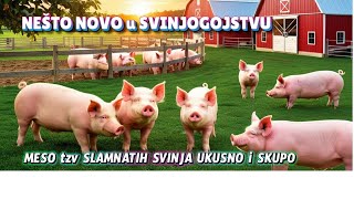 Svinjogojstvo umjesto modernih farmi dovoljno prostor i puno slame nešto novo.