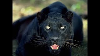 In Search of a Legend: The Black Leopard