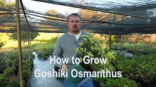 How to grow Goshiki Osmanthus Variegated False Holly with a detailed description