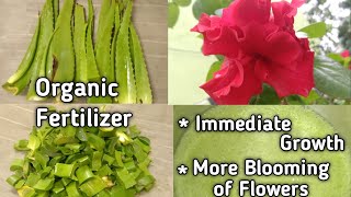 Best Natural fertilizer from Aloe vera for all plants | Homemade manure