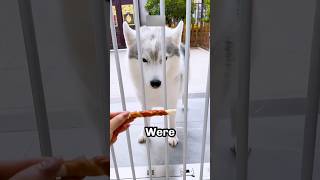 This dog is so smart that you will be shocked😱#shorts