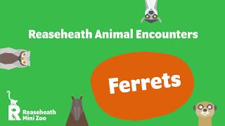 Reaseheath Mini Zoo Animal Encounters - Ferrets