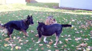 3 RAS Dogs Playing