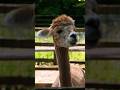 there's a lot to un-PACA with alpacas