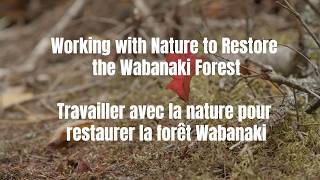 Working with Nature to Restore the Wabanaki Forest