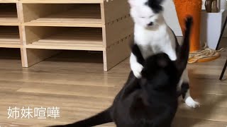 猫の姉妹喧嘩