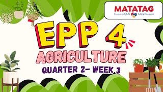 EPP 4- AFA- Quarter 2 Week 3- Mga Paraan ng Pagpaparami ng Halaman (MATATAG Curriculum)