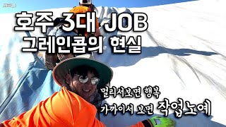 호주 2022년 워홀 개꿀잡이라는 그레인콥 삽질만 2주차 과연 꿀일까?⛏(호주28)🇦🇺