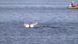 Whale watching / Baleine - Tadoussac, Les Bergeronnes, Les Escoumins, Dunes