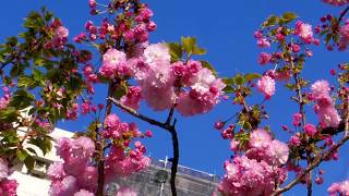 上野公園周辺の桜 … 紅華桜 。