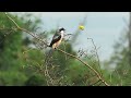 棕背伯劳 long tailed shrike singapore 2022.9.25