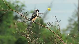 棕背伯劳 Long-tailed Shrike Singapore 2022.9.25