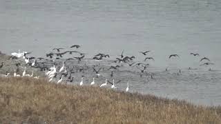 那珂川のカワウの群れ（2019年11月）